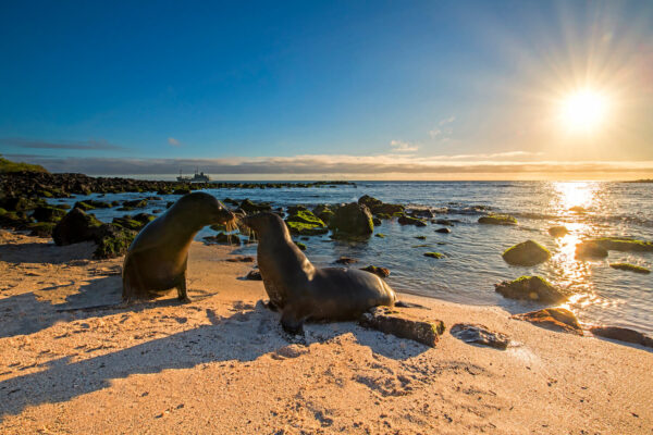 My1FitLife Galapagos Adventure Fur Seals
