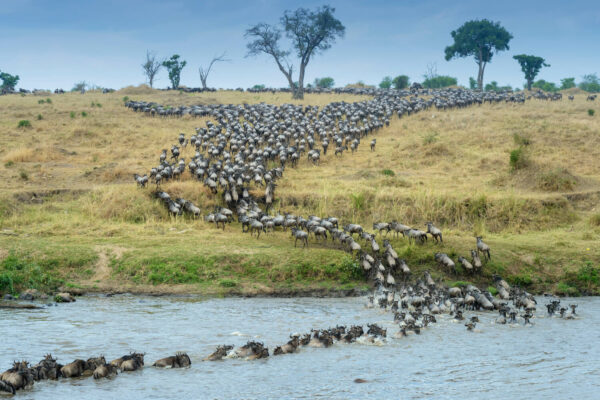 My1FitLife African Safari in Tanzania Adventure The Great Migration