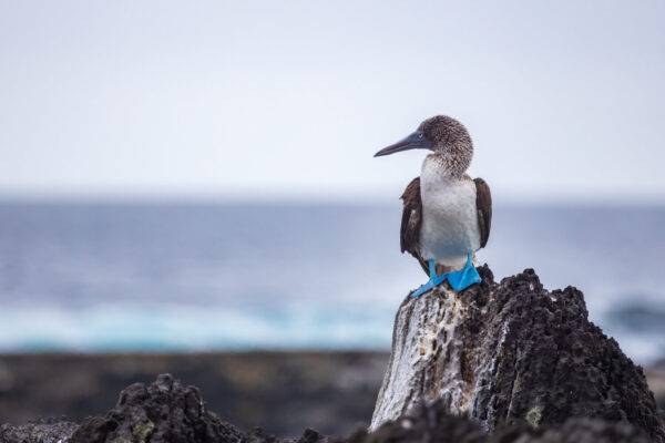 My1FitLife Galapagos Adventure Blue Footed Booby