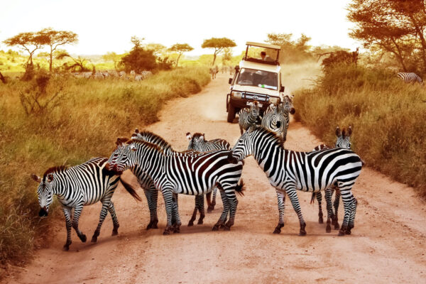 My1FitLife African Safari in Tanzania Adventure Zebras on Safari
